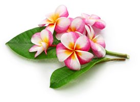 تصویر با کیفیت گل طبیعی