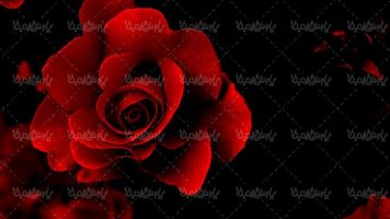 Download rose photo