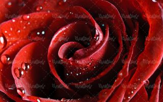تصویر با کیفیت گل رز قرمز