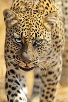 Leopard