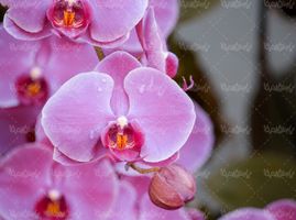 Orchid flower