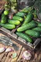 Cucumber