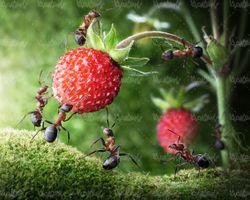 ant