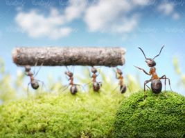 ant