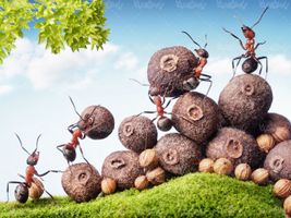 ant