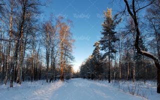 Snowy landscape