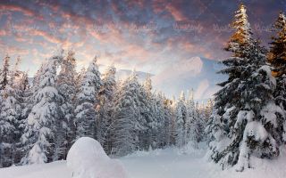 Snowy landscape