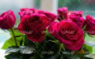رز قرمز