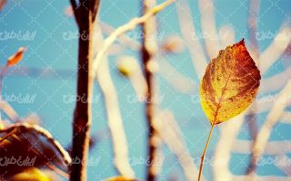autumnal