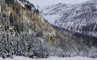 تصویر با کیفیت جنگل و چشم انداز کوه از فصل زمستان و برف