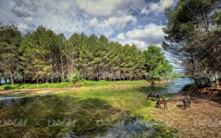 تصویر با کیفیت منظره رودخانه به همراه اسب های وحشی