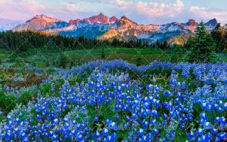 تصویر با کیفیت منظره گل های فصل بهار به همراه کوه و درخت