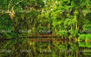تصویر با کیفیت منظره زیبای جنگل انبوره همراه با دریاچه زیبا
