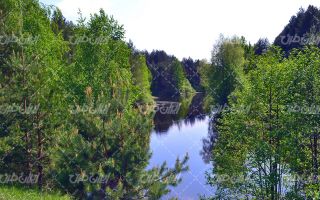 تصویر با کیفیت منظره زیبای رودخانه همراه با درخت و جنگل