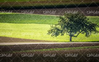 تصویر با کیفیت منظره زمین کشاورزی همراه با درخت و مزرعه