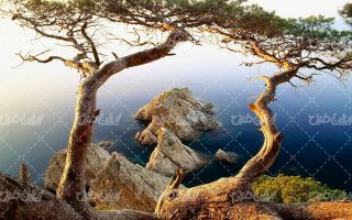 تصویر با کیفیت منظره درخت همراه با دریاچه و آب