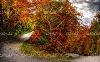 تصویر با کیفیت منظره فصل پاییز همراه با جنگل و جاده