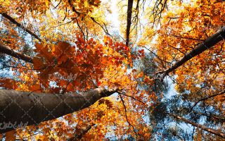 تصویر با کیفیت منظره فصل پاییز همراه با جنگل و برگ زرد