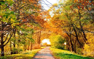 تصویر با کیفیت منظره فصل پاییز همراه با جاده و درختان پاییزی
