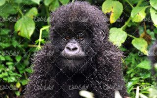 تصویر با کیفیت بوزینه به همراه حیوان و حیات وحش