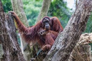 تصویر با کیفیت بوزینه به همراه حیوان و حیات وحش