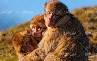 تصویر با کیفیت بوزینه به همراه حیوان و حیات وحش