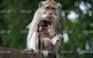 تصویر با کیفیت بوزینه به همراه حیوان و حیات وحش