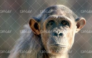 تصویر با کیفیت بوزینه به همراه حیوان و حیات وحش