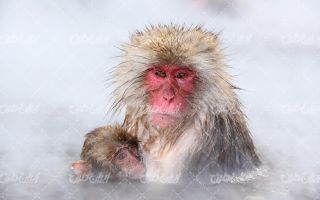 تصویر با کیفیت حیوان به همراه میمون و حیات وحش