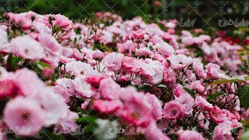تصویر با کیفیت منظره گل های زیبای بهاری به همراه شکوفه