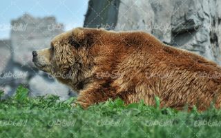 تصویر با کیفیت خرس قهوه ای به همراه حیوان و خرس گریزلی