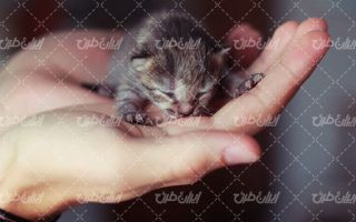 تصویر با کیفیت توله گربه زیبابه همراه حیوان خانگی و دست