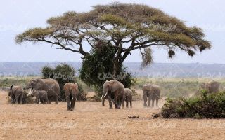 تصویر با کیفیت فیل به همراه طبیعت و حیات وحش
