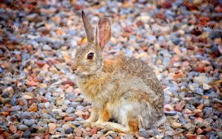 تصویر با کیفیت خرگوش زیبا به همراه سنگ های ریز و چشم انداز