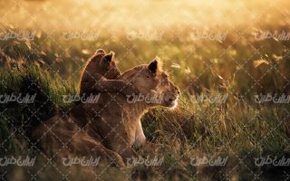 تصویر با کیفیت شیر جنگل به همراه حیوان وحشی و حیات وحش