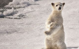 تصویر با کیفیت خرس قطبی به همراه فصل زمستان و برف