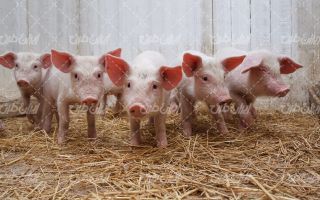 تصویر با کیفیت خوک به همراه مزرعه پرورش خوک و اسطبل