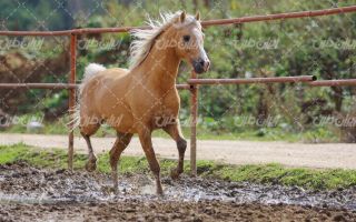 تصویر با کیفیت اسب زیبا به طبیعت و حیوان و باشگاه سوارکاری