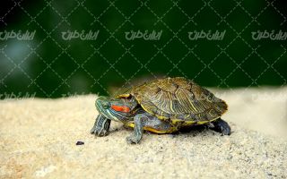 تصویر با کیفیت لاکپگشت به همراه طبیعت و چشم انداز