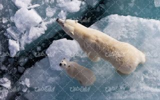 تصویر با کیفیت خرس قطبی به همراه فصل زمستان و برف