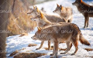 تصویر با کیفیت گله گرگ ها به همراه حیات وحش و فصل زمستان