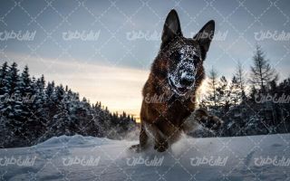 تصویر با کیفیت سگ به همراه حیوان و منظره زیبای فصل زمستان