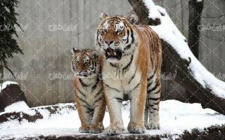 تصویر با کیفیت حیوان وحشی به همراه چشم انداز زیبای فصل زمستان و برف