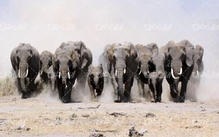 تصویر با کیفیت گله فیل ها به همراه حیات وحش و چشم انداز