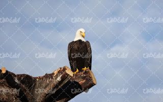 تصویر با کیفیت پرنده شکاری زیبا به همراه صخره سنگی و عقاب زیبا
