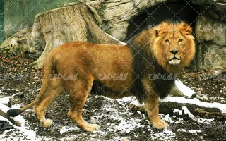 تصویر با کیفیت شیر جنگل به همراه حیات وحش و حیوان وحشی