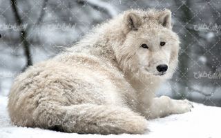 تصویر با کیفیت حیوان وحشی به همراه فصل زیبای زمستان و برف