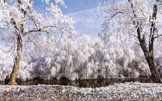 تصویر با کیفیت چشم انداز زیبای درختان پوشیده از برف به همراه منظره زیبا و طبیعت