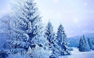 تصویر با کیفیت چشم انداز زیبای درختان پوشیده از برف به همراه منظره زیبا و طبیعت