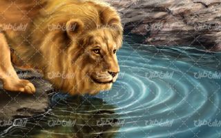تصویر با کیفیت شیر جنگل به همراه رودخانه و آب خوردن شیر جنگل